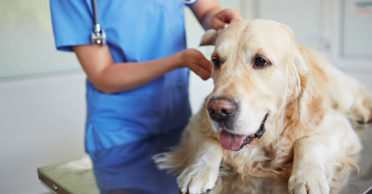 Ernia perineale del cane: cause, sintomi e trattamento
