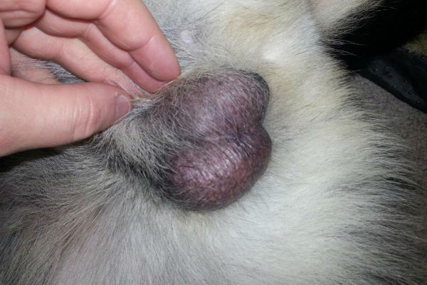 testicoli gonfiati di carcinoma della prostata