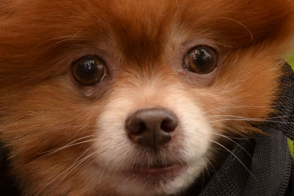 cucciolo di cane volpino