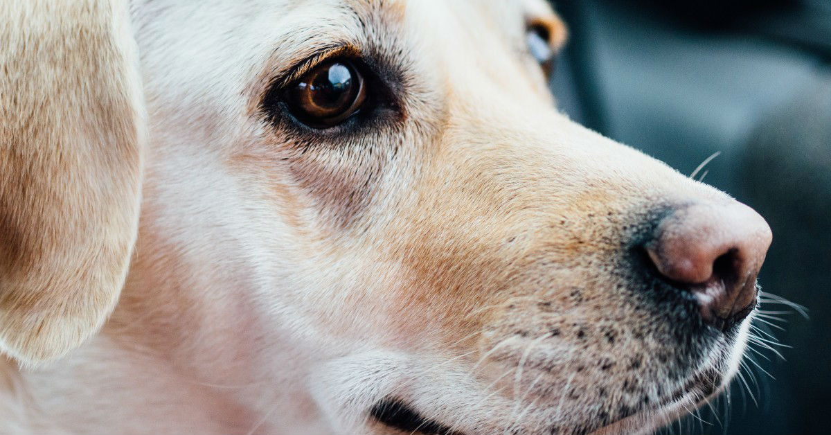 Perforazione tracheale del cane: cosa bisogna sapere