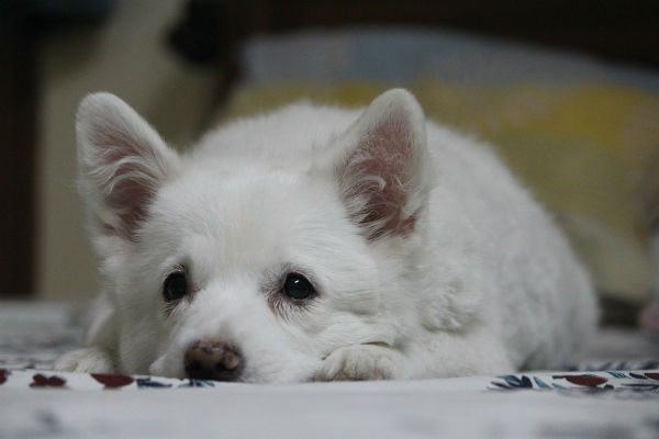 cane con occhi aperti