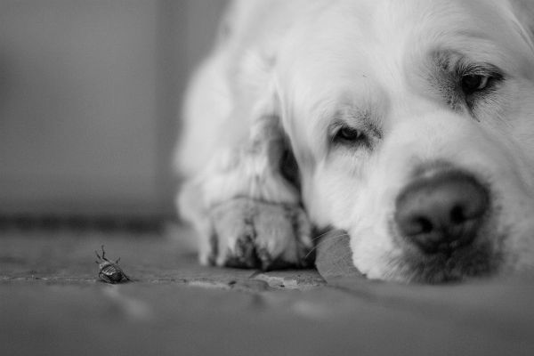 cane bianco e grosso