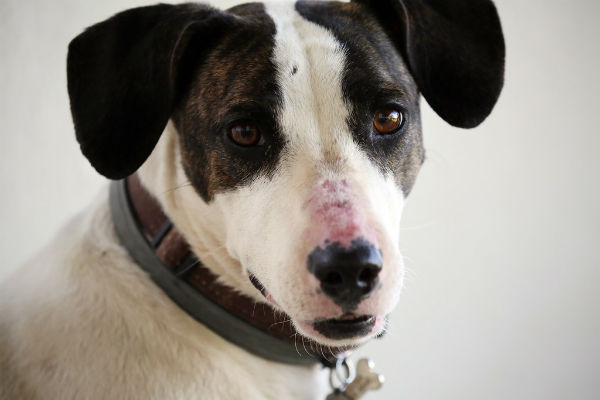 cane bianco e nero