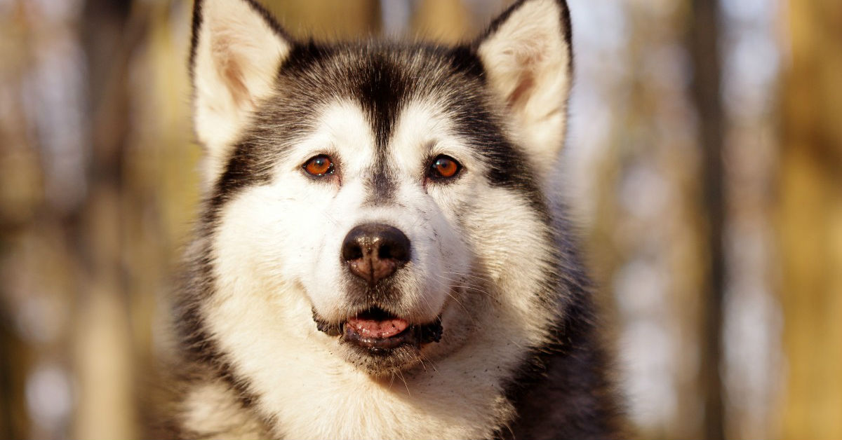 Perché il cane si lecca il sedere?