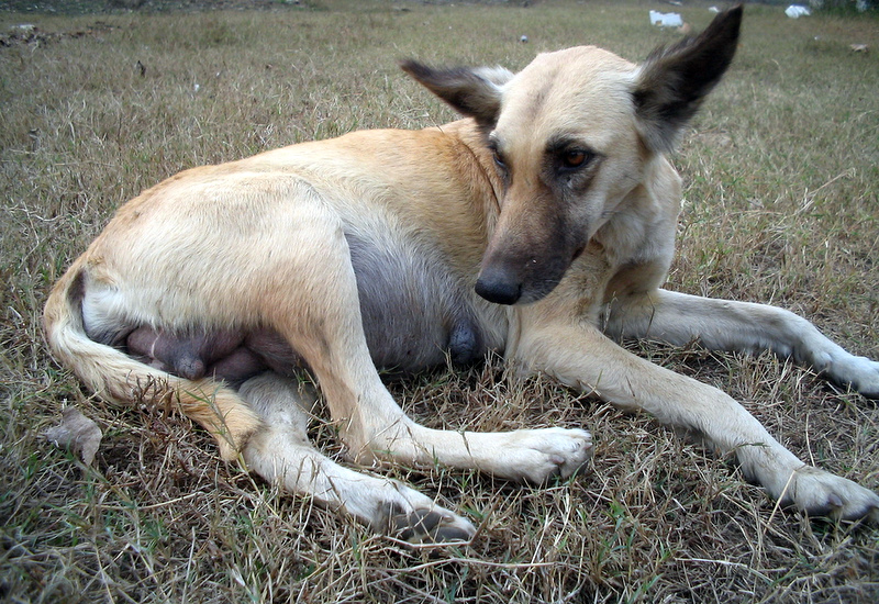 cagnolina