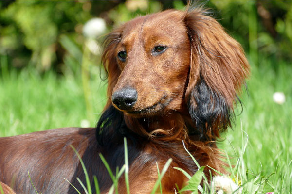 cane sul prato