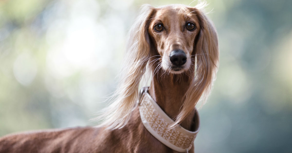 Perché la cagnolina si lecca le parti intime?