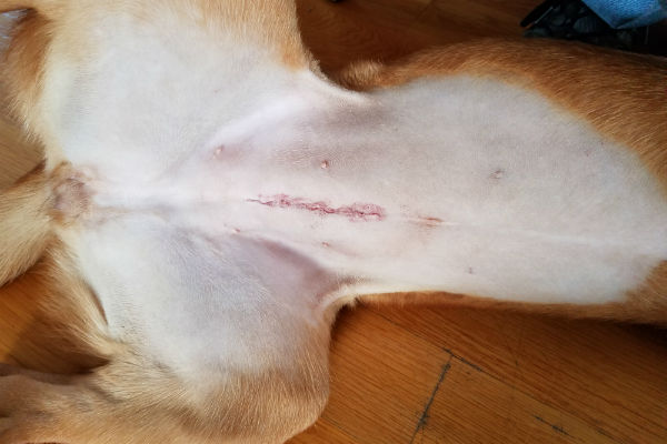 pancia del cane