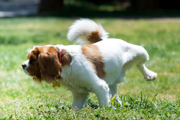 cucciolo di cane