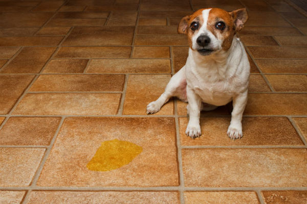 cane fa pipì in casa