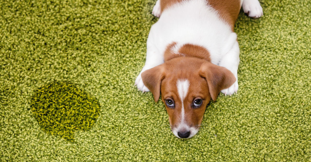 Pipì del cane: cosa ci dice sulla sua salute?