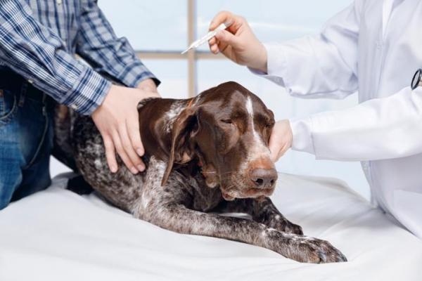 calcio alto nel sangue nel cane