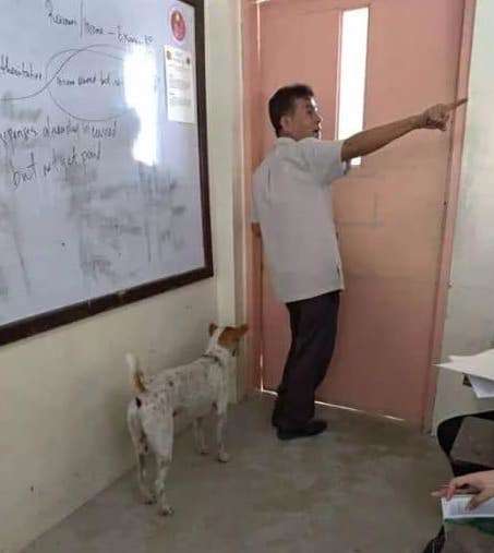 professore-cane