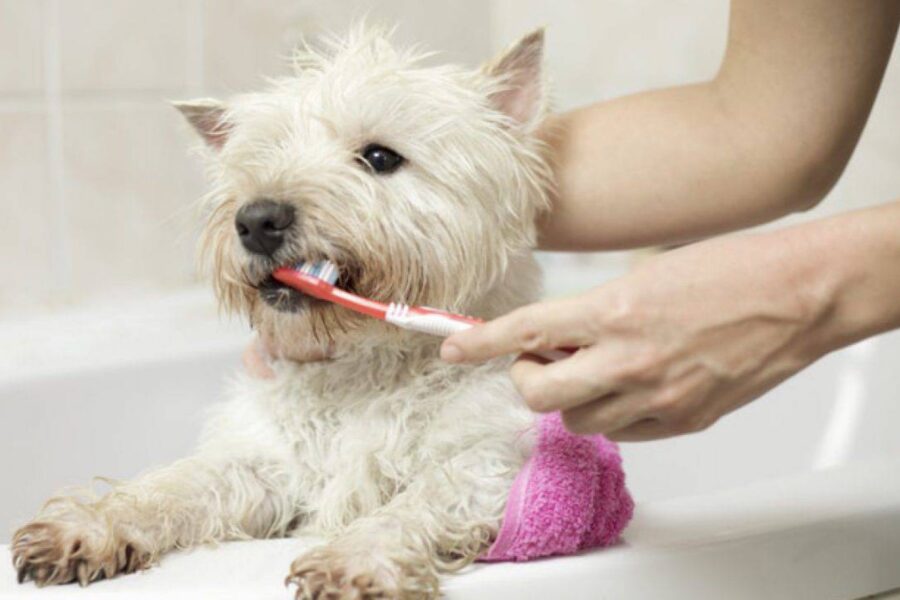 cane infastidito dallo spazzolino