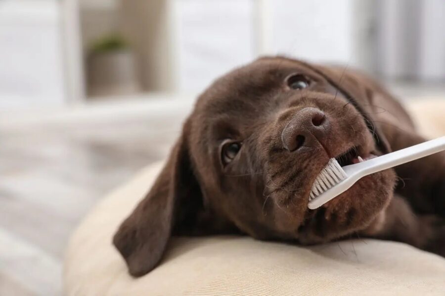 cucciolo di cane labrador