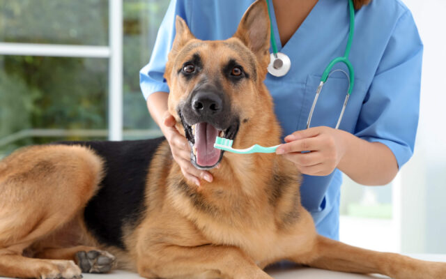 Pulire i denti di un cane, guida completa: attenzioni, rimedi casalingi e prodotti utili