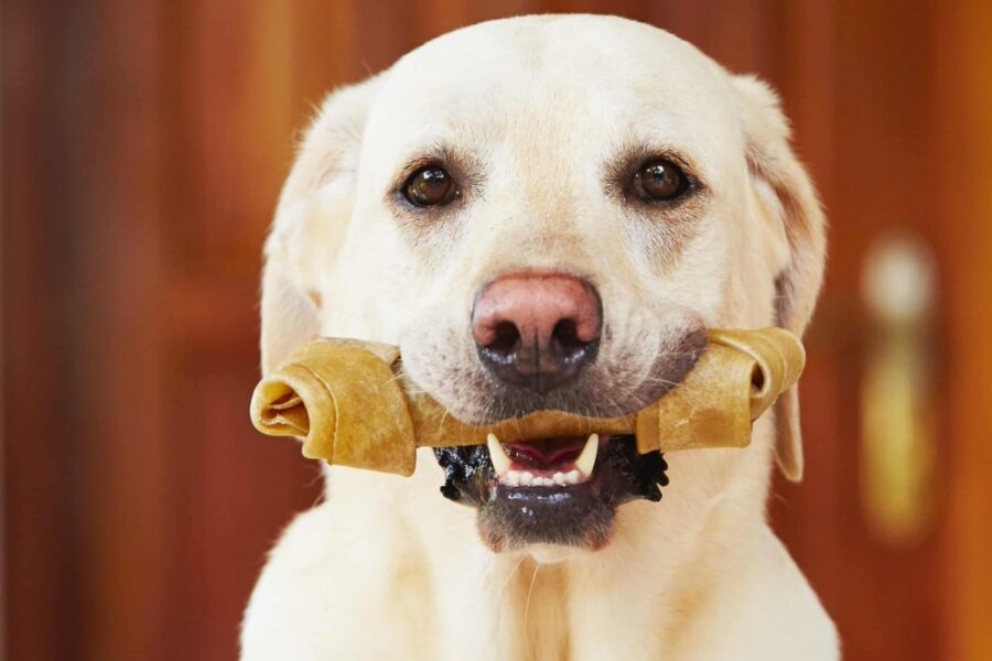 cane con osso in bocca