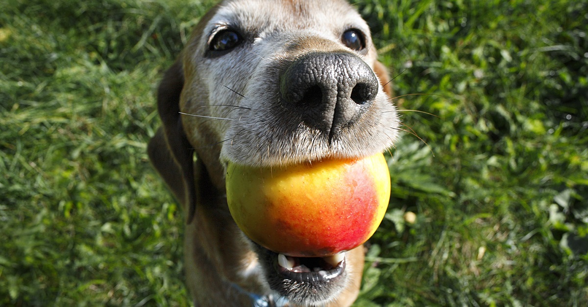 Quali frutti dare al tuo cane e quali no