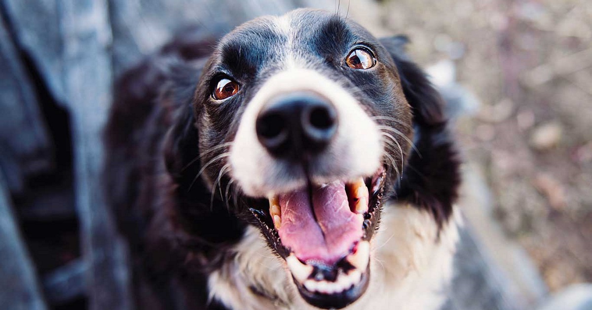 Saliva del cane: cosa contiene, a cosa gli serve e che cosa sapere