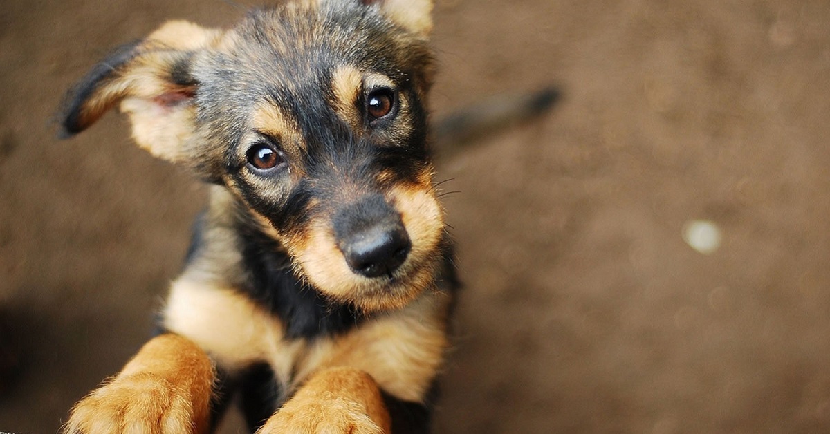 cucciolo di cane su due zampe