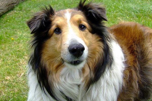 cane collie su prato