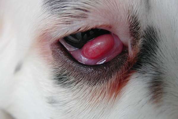 sangue nell'occhio del cane