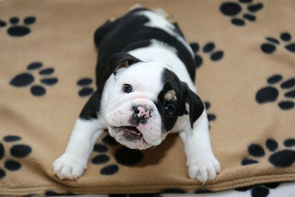 cucciolo di cane