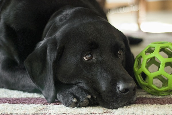 cane labrador nero