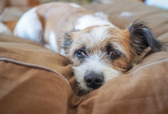 cane su divano