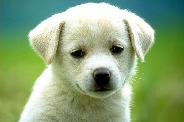 cucciolo di cane