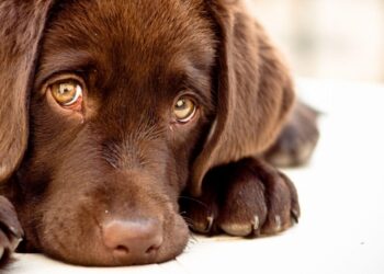 Come Far Passare Il Singhiozzo Dei Cani