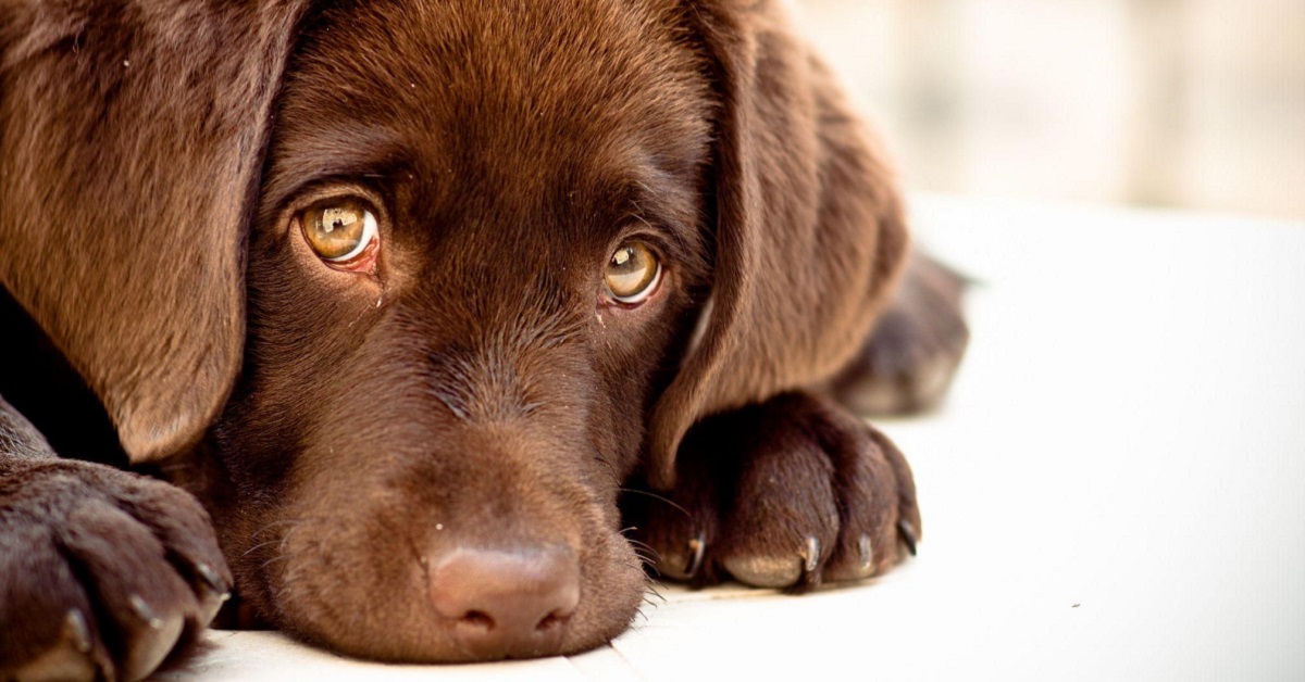 Il cane finge di essere triste? Può farlo ed ecco perché