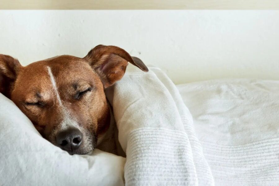 cane sotto le coperte