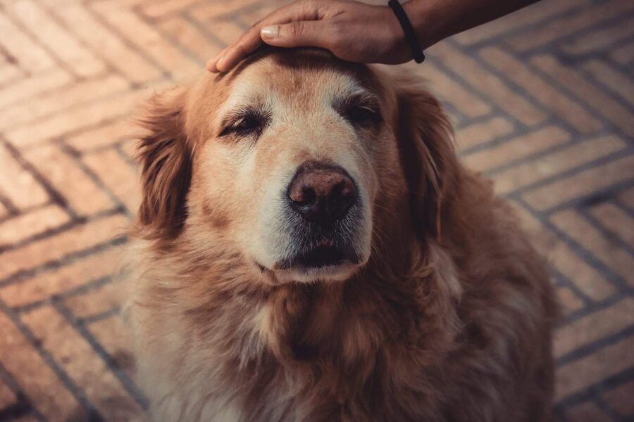 cane anziano sta male