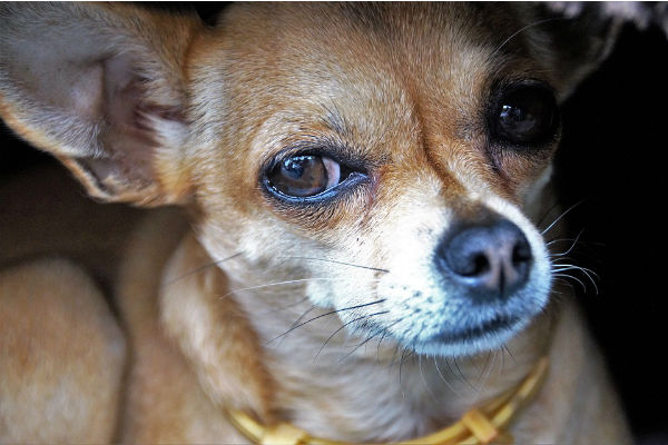 cane che guarda