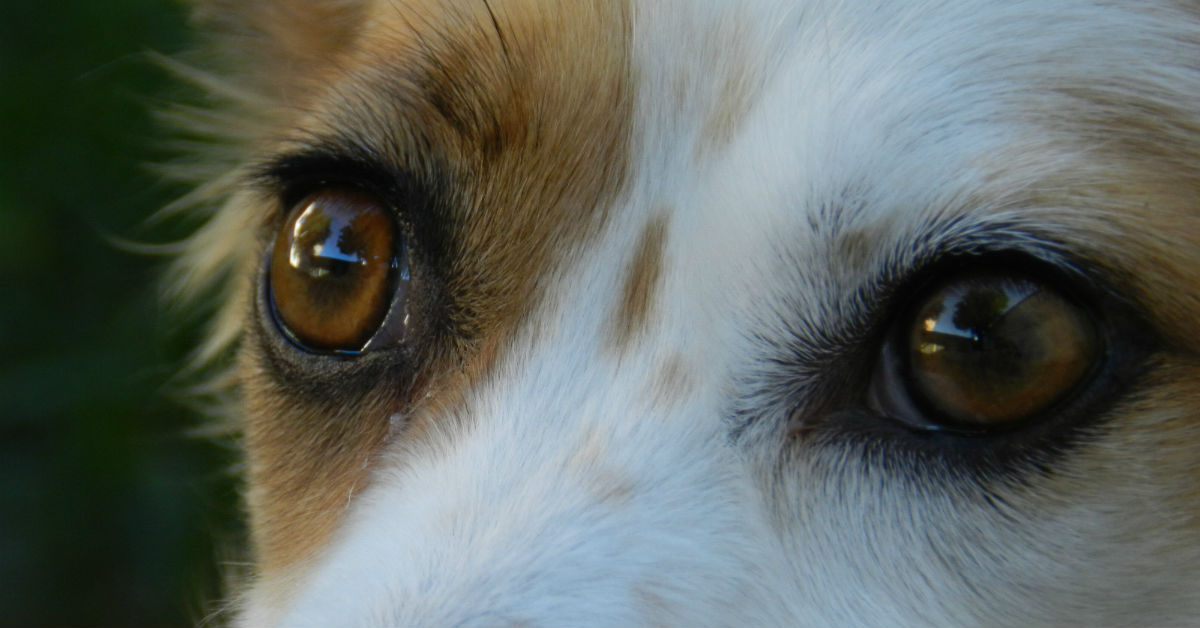 Thelaziosi nel cane: tutto su questa malattia oculare