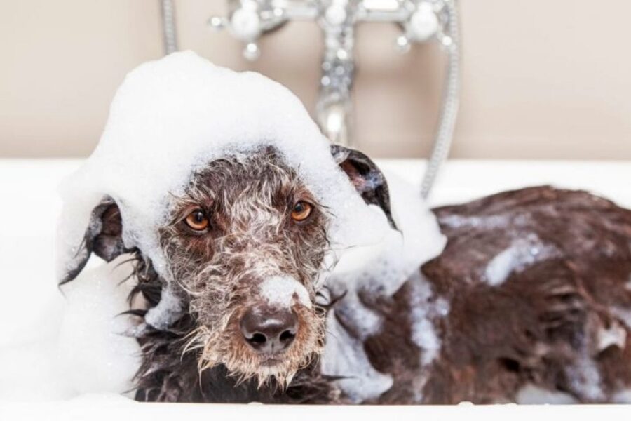 bagno al cane