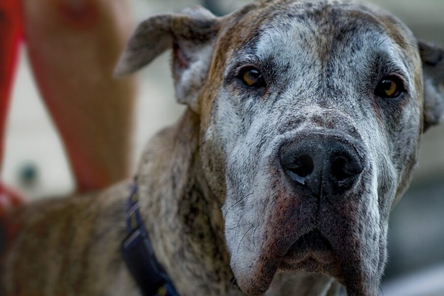 cane molto anziano