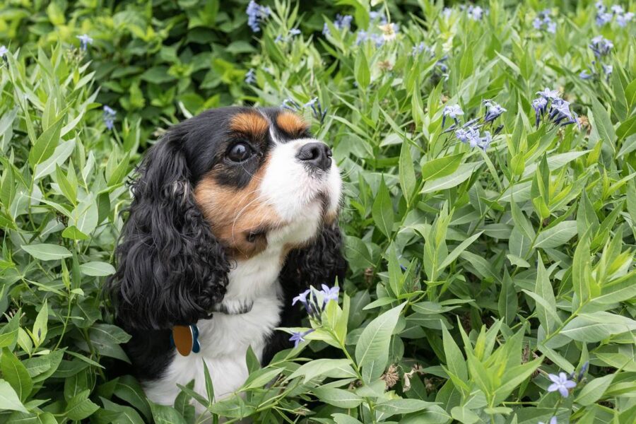 cane in mezzo alle piante