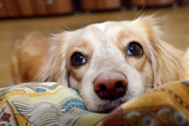 Tracheite nel cane, cosa fare: trattamenti, sintomi, quanto dura, rimedi