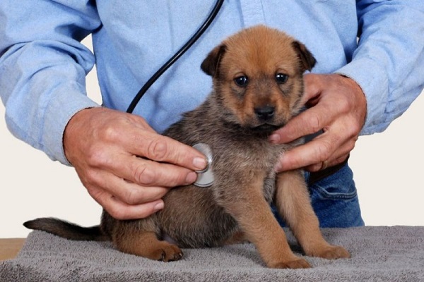 cucciolo di cane