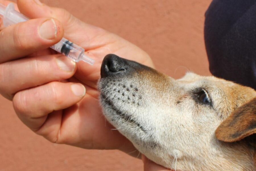 dare lo sciroppo al cane