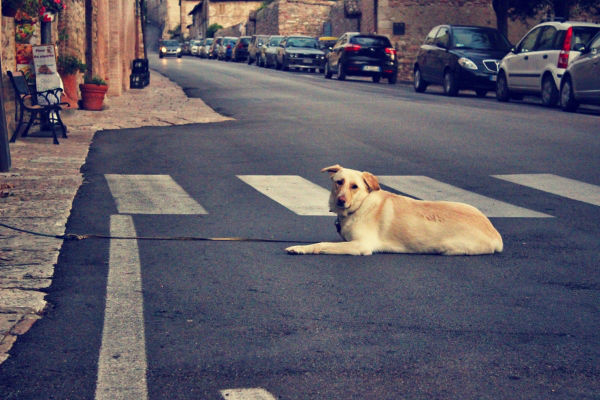 cane al laccio