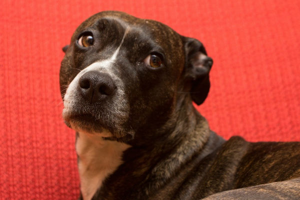 cane su sfondo rosso