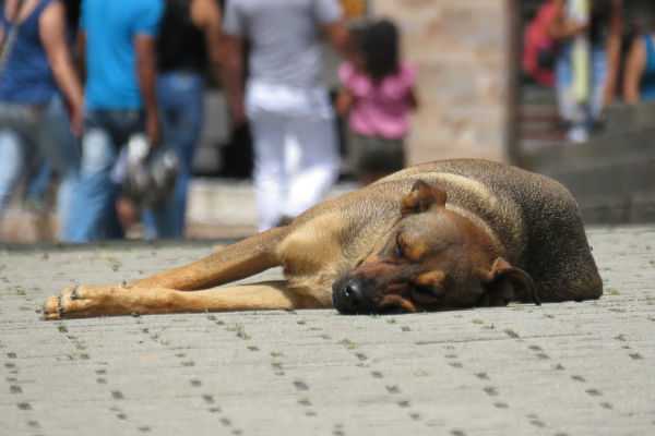 cane per strada