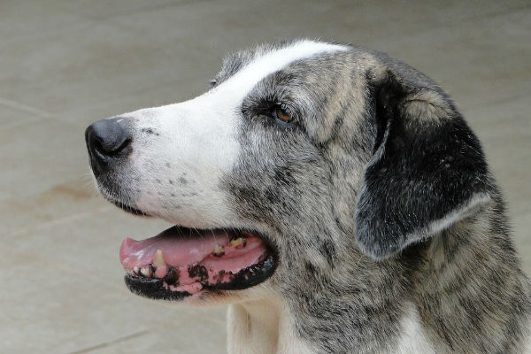 cane bianco e nero