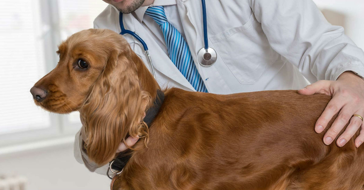 Tumore al testicolo nei cani: che fare?