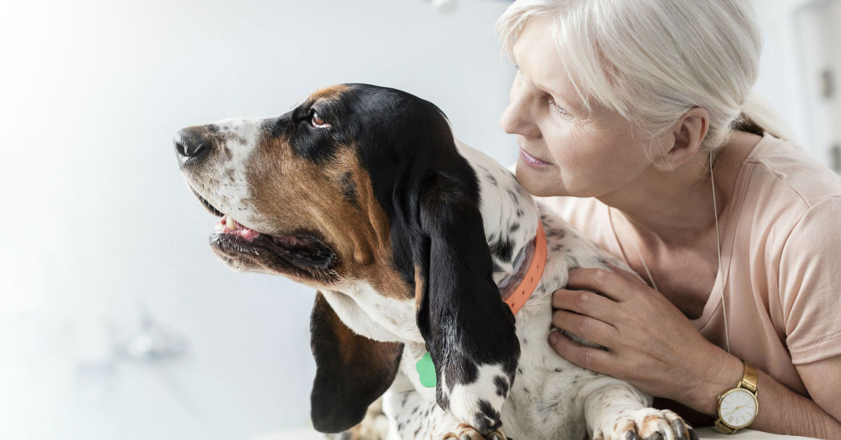 Tumore alla mammella nei cani: cosa sapere