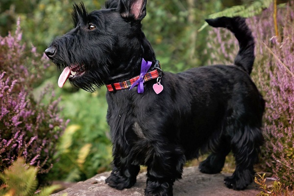 cane scottish terrier