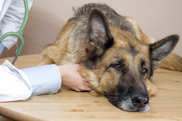 cane a visita del veterinario